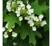 Hydrangea Quercifolia- Hortensia à feuilles de chêne 30-40 cm en conteneur