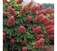 Hydrangea quercifolia 'Ruby Slippers' / Hortensia à feuilles de chênes à fleurs rouges/Conteneur de 2 à 2.9 litres