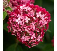 Hydrangea Ruby Annabelle - Une plante de jardin extérieure prête à planter