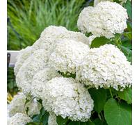 Hydrangea Strong Annabelle - Hortensia Blanc Rustique - Plante de jardin d’extérieur en pot