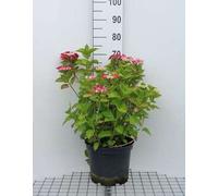 Hydrangea 'Teller Red' (rood/rouge) - Hortensias en conteneur 40- 60 cm