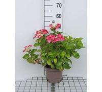 Hydrangea 'Teller Red' (rouge/rouge) - Hydrangeas 25- 30 cm Conteneur