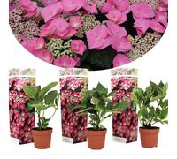 Hydrangea teller roze - 3