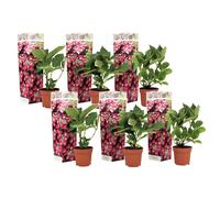 Hydrangea teller roze - 6
