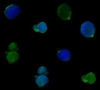 Hydrogels In Tissue Engineering