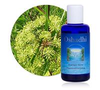 Hydrolat (Eau florale) : Angélique, racine BIO - Angelica archangelica - 500 ml