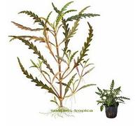 Hygrophila pinnatifida