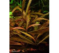 Hygrophila red-green - 1 Bunch - plante vivante pour aquarium