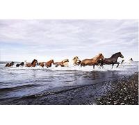 HYMZHL 3D Papier Peint Le cheval Intissé Photo Mural Moderne Poster Salon Chambre Mur de fond des Enfants Bureau Décoration Maison 250cm×175cm(LxH)