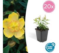 Hypericum calycinum | 20 pièces - 10-25cm - Ø9cm - Plante de jardin