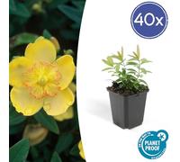 Hypericum calycinum | 40 pièces - 10-25cm - Ø9cm - Plante de jardin