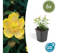 Hypericum calycinum | 6 pièces - 10-25cm - Ø9cm - Plante de jardin