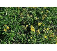 Hypericum dummeri 'Peter dummer' - Millepertuis 20- 30 cm conteneur