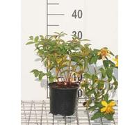 Hypericum hybr. 'Hidcote' - Millepertuis 25- 30 cm Conteneur