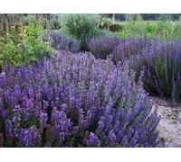 Hysope officinale - Hyssopus officinalis 100 graines, vivace