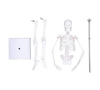Hyuduo Modèle de Squelette Humain de 45CM, Structure Osseuse en PVC avec Articulations Mobiles, Support Détachable pour l'étude de l'anatomie, Chiropracteurs et Artistes