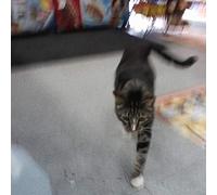 I Also Want to Die in..
