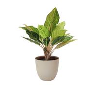 I Giardini di Giulia | Aglaonema 'Lucky' Ø15 cm H 45 cm | Plante d'intérieur Entretien facile | Feuilles Panachées Vert Clair et Crème (Pot ivoire)