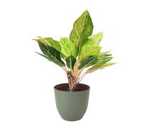 I Giardini di Giulia | Aglaonema 'Lucky' Ø15 cm H 45 cm | Plante d'intérieur Entretien facile | Feuilles Panachées Vert Clair et Crème (Pot vert rosamrin)