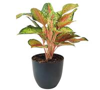 I Giardini di Giulia Aglaonema "Maha Lab" Ø 15 cm en pot plastique recyclé - Feuilles dégradées vert citron vert, crème et rose corail, plante d'intérieur purifiant, peu de lumière (Vase anthracite)