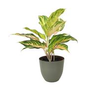 I Giardini di Giulia | Aglaonema Pink Wave - Plante d'intérieur panachée Ø 15 cm H 45 cm | Pot en plastique recyclé | Feuilles roses, vertes et crème | Entretien facile et purifie l'air (Vase vert