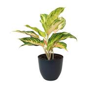 I Giardini di Giulia | Aglaonema Pink Wave - Plante d'intérieur panachée Ø 15 cm H 45 cm | Pot en plastique recyclé | Feuilles roses, vertes et crème | Entretien facile et purifie l'air (Pot