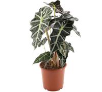 I Giardini di Giulia | Alocasia Polly Ø17 H.48 | Plante Ornementale avec Feuilles Tropicales | Idéal pour Meubler Maison et Bureau | Facile à Cultiver