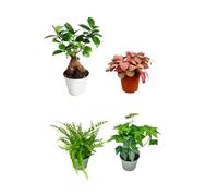 I Giardini di Giulia | Kit de 4 plants verts pour Terrarium Fai-da-Te | Ficus Ginseng Mini, Fittonia, Fougère, Lierre | Plantes vivantes d'intérieur faciles à entretenir (Fittonia Rossa)