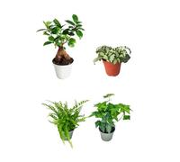 I Giardini di Giulia | Kit de 4 plants verts pour Terrarium Fai-da-Te | Ficus Ginseng Mini, Fittonia, Fougère, Lierre | Plantes vivantes d'intérieur faciles à entretenir (Fittonia Bianca)