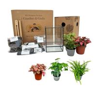 I GIARDINI DI GIULIA - Kit Terrarium DIY | Conteneur géométrique en verre et fer | Comprend 3 plantes et substrats | Idéal pour design d'intérieur, noir et transparent