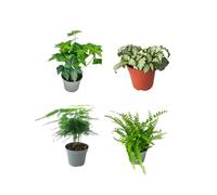 I GIARDINI DI GIULIA - Lot de 4 plants verts pour Terrarium Fai-da-Te | Fougère, Lierre, Fittonia, Asparagus | Plantes Vies faciles à entretenir (Fittonia Bianca)