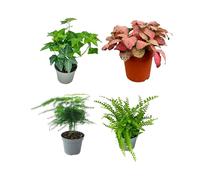 I Giardini di Giulia | Lot de 4 plants verts pour Terrarium Fai-da-Te | Fougère, Lierre, Fittonia, Asparagus | Plantes Vies faciles à entretenir (Fittonia rossa)