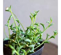 I semi del pacchetto: 100 pc/insieme Dolphin Semi succulente Semi Giappone carino Sementi Sementi Garden