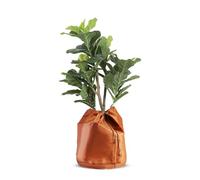 iBamso Housse d'hiver pour Plantes Tapis de Coco, Réutilisable Housses d’hivernage pour Plantes en Pot, Housses de Protection en Pot pour Plantes Fermeture éclair et Cordon de Serrage- Ø45 x H 50 cm