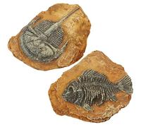 ibasenice 2pièces Creative Resin Fossil Terrarium Decors for Reptile Box Simulation Trilobite Ornaments for Lizard and Snake Enclosures Safe and Lightweight Decorations