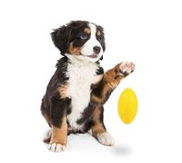 ibasenice Jouet pour Chien Ballon De Rugby Et Football Américain Jouet Éducatif De Nettoyage pour Animaux De Compagnie