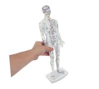 ibasenice Modèle Acupuncture Corps Humain Blanc avec Points Méridiens Réalistes Mannequin Éducatif Précis pour Apprentissage Médecine Traditionnelle Chinoise Hôpital et Formation