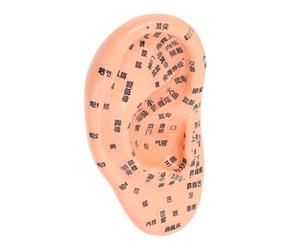 ibasenice Modèle des Indications PVC D'acupuncture Auriculaire Claires Points Réflexes pour Formation en Écoles D'acupuncture et Massage