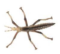 ibasenice Modèle phasme Toys Fournitures pour Enfants drôle d'enfants Accessoires pour Enfants décoratif Plastique