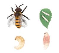 ibasenice Modèles D’Abeilles Éducatifs en Plastique pour Garçon Et Filles 3D, Figurines du Cycle De Croissance du Miel, Jouet Cognitif Scientifique Pédagogique, Jeu D’Apprentissage Biologique Complet