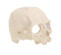 ibasenice Ornement Crâne Résine pour Aquarium Décoration Reptile Caverne Breeding Hatchery Décor Maison Bureau