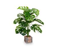 IBERGARDEN Lot de 4 Monstera deliciosa avec pots carrés verts
