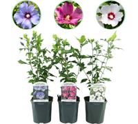 Ibiza - Hibiscus syriacus Tricolour - Fleur rose, blanche et bleue - Arbuste - 3 Plantes - Feuillage caduc - Pot 17cm Hauteur 45cm