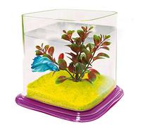 ICA pt072e Bettera Betta Paradise