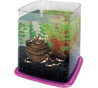 ICA pt073e Bettera Betta Battle Paradise