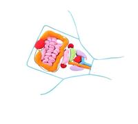 ICDKOYK Tablier de modélisation des viscères en Fibre de Polyester rembourré Coton PP. Modèle Anatomique 3D d'organes. Introduction créative à l'anatomie Humaine pour Les Enfants. Modèle