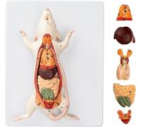 ICEMOB Modèle d'anatomie de souris 4D,Modèle d'anatomie animale amovible en 6 parties,Modèle d'enseignement des muscles viscéraux d'organes d'animaux de compagnie,Affichage d'apprentissage