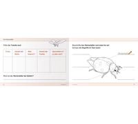 Ich Kenne Insekten Und Spinnen - Schülerarbeitsheft Für Die 2. Bis 4. Klasse