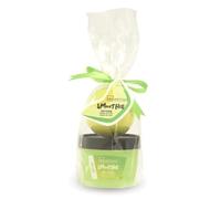 Idc Institute Smoothie Mini Bath Melon L