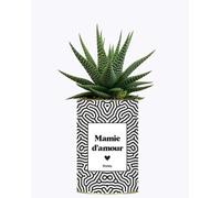 Idée Cadeau - Mamie d'amour - Plante d'intérieur